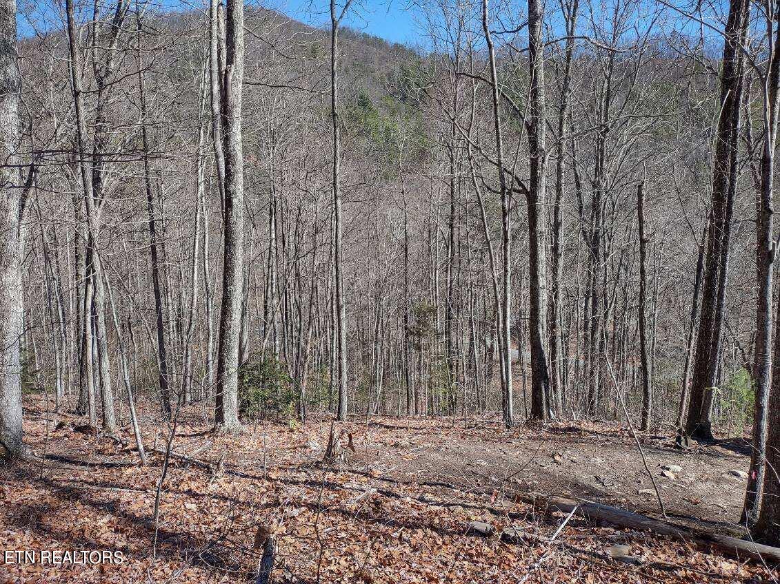 Lot 15 Hickory Tree Street Sevierville, TN 37876 - Photo 5 of 6 image000002 3