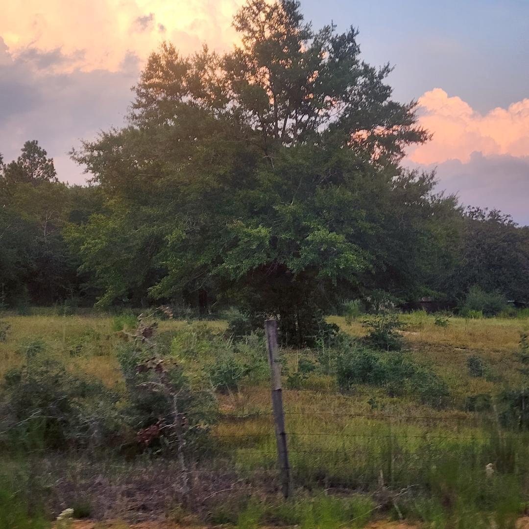 885 Patch Road DeFuniak Springs, FL 32433 - Photo 1 of 5 a view of a yard