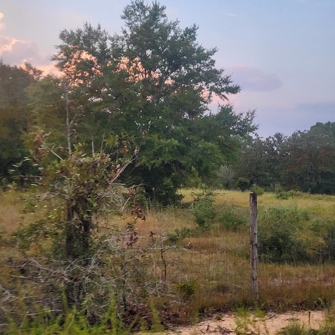 885 Patch Road DeFuniak Springs, FL 32433 - Photo 3 of 5 a view of a yard with a tree