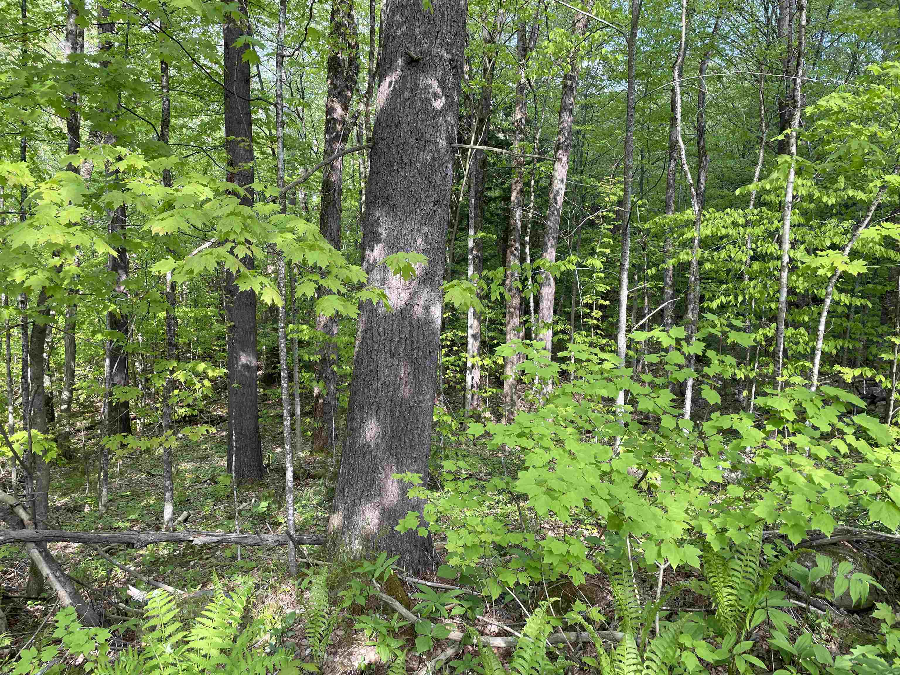0 Snell Road Chester, VT 05143 - Photo 9 of 24