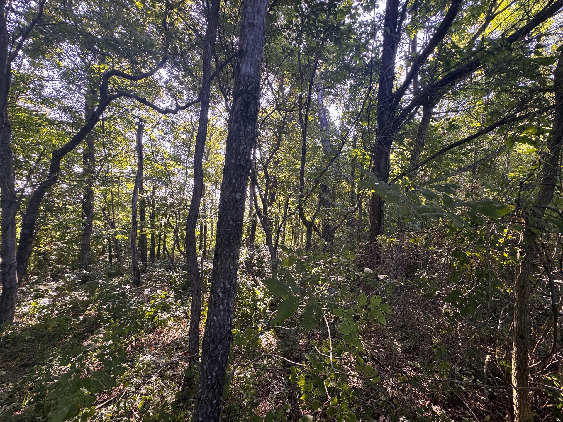 0 Golf Course Road, Unit TRACT 1 SKYLINEACRES) Waverly, OH 45690 - Photo 48 of 68 CT-48