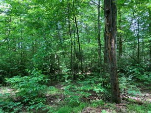 1275 Taylor Road Hiawassee, GA 30546 - Photo 37 of 56 Gallery Image 37
