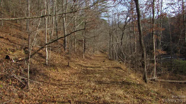 a view of a yard with large trees