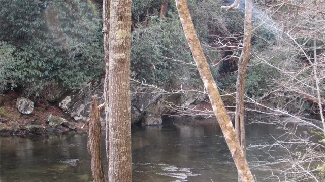 a backyard of a house with lots of trees