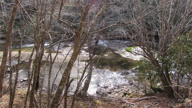a view of a forest with a tree