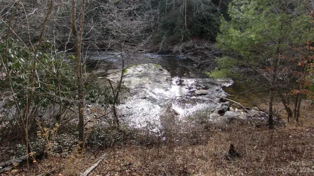 a view of a forest that has a tree