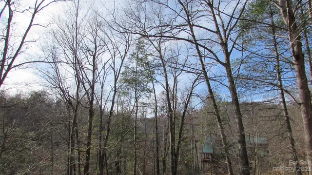 a view of a park with large trees