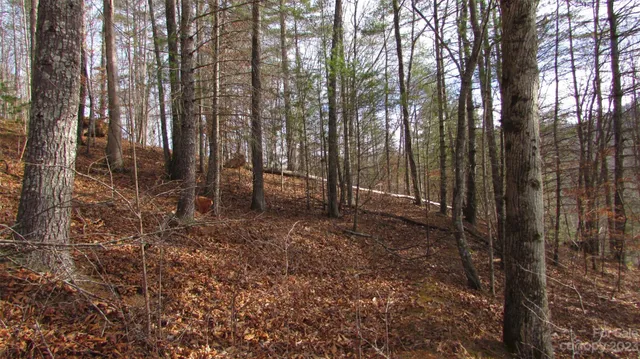 a view of a yard with a tree