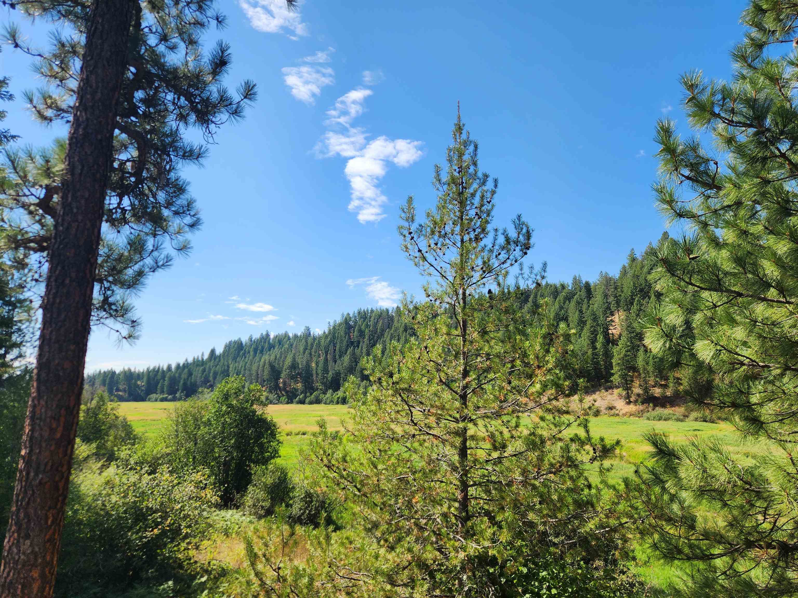 2901 Nicholson Road Elk, WA 99009 - Photo 4 of 11