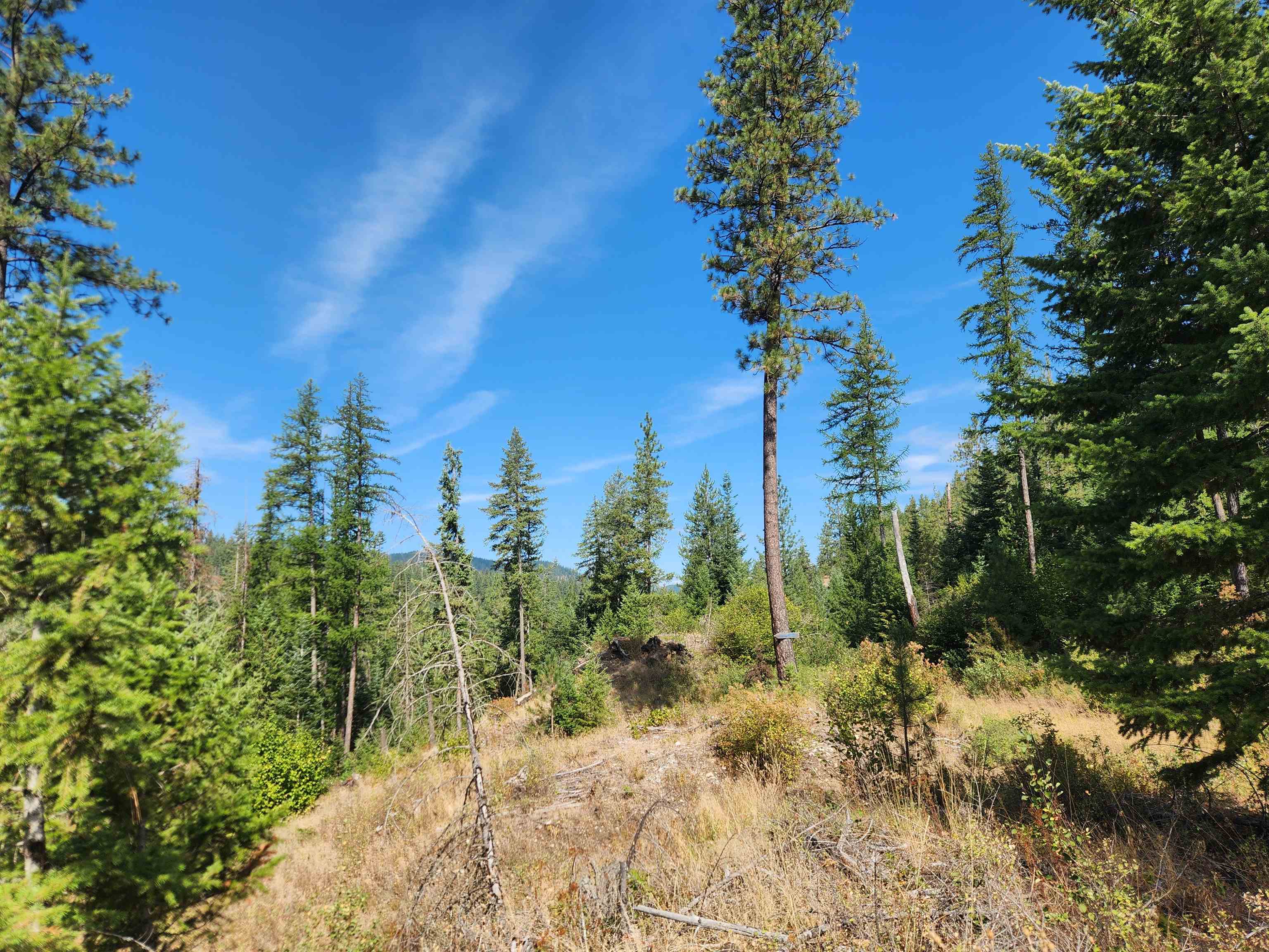 2901 Nicholson Road Elk, WA 99009 - Photo 7 of 11