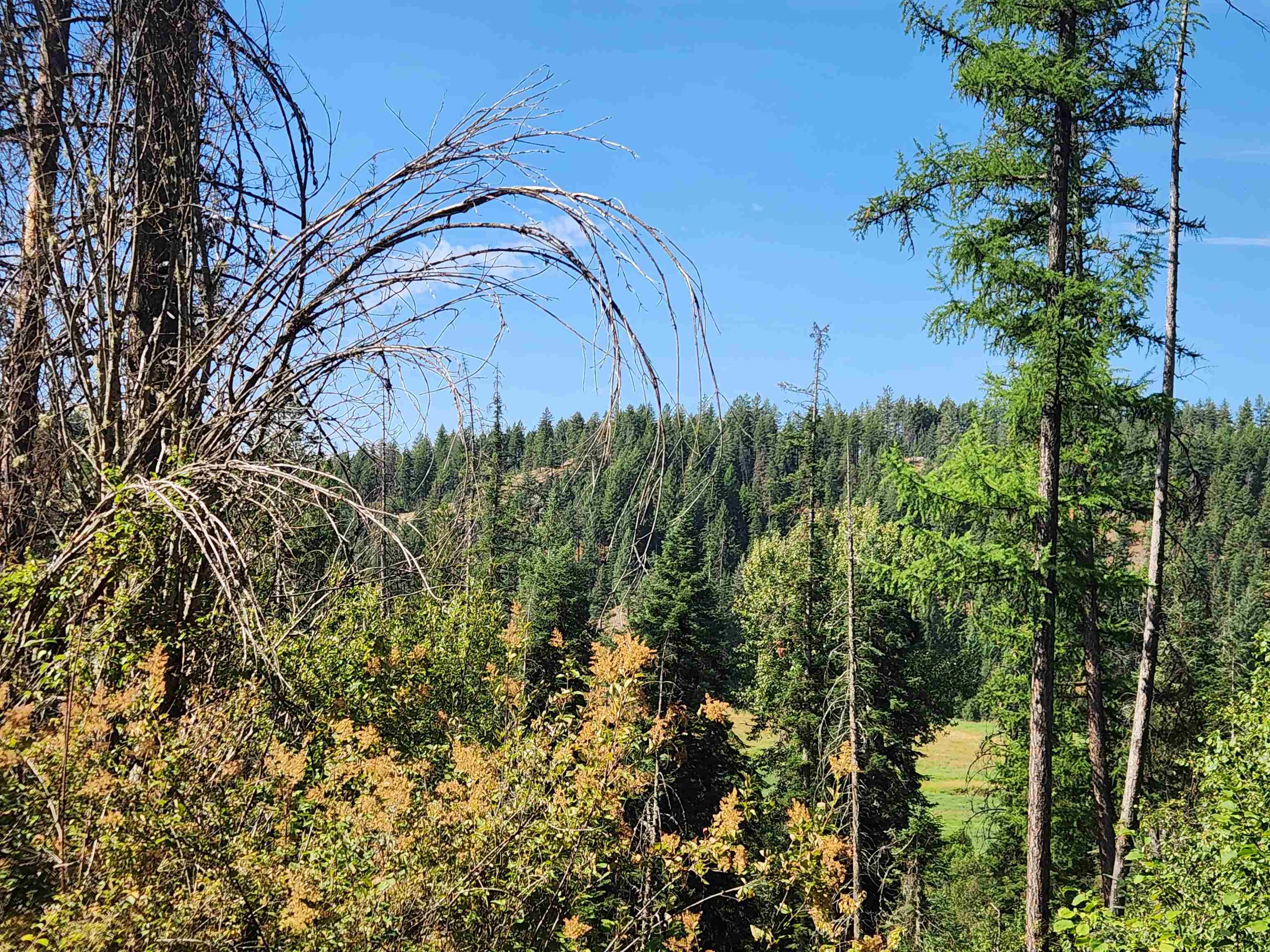 2901 Nicholson Road Elk, WA 99009 - Photo 8 of 11