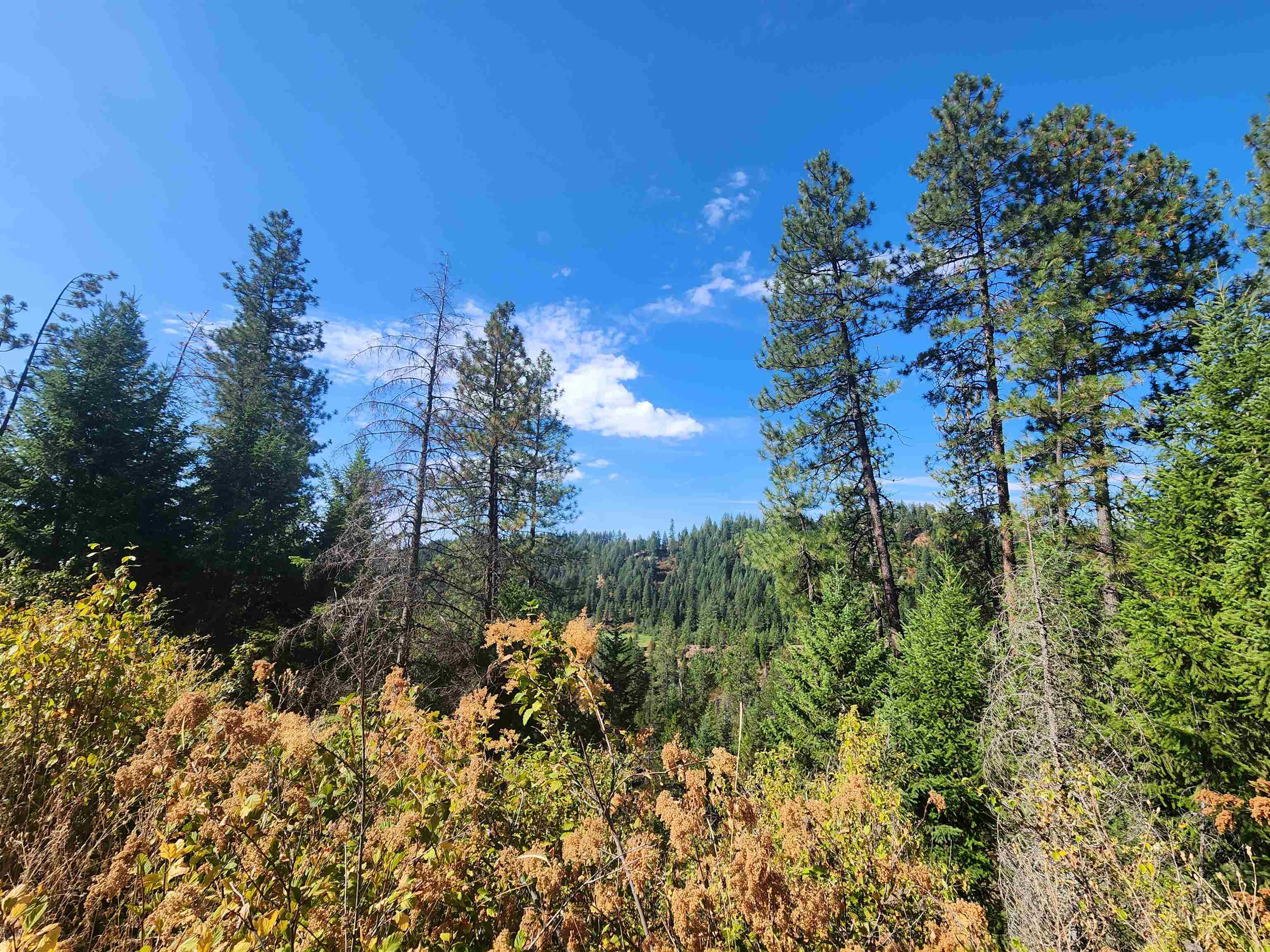 2901 Nicholson Road Elk, WA 99009 - Photo 10 of 11