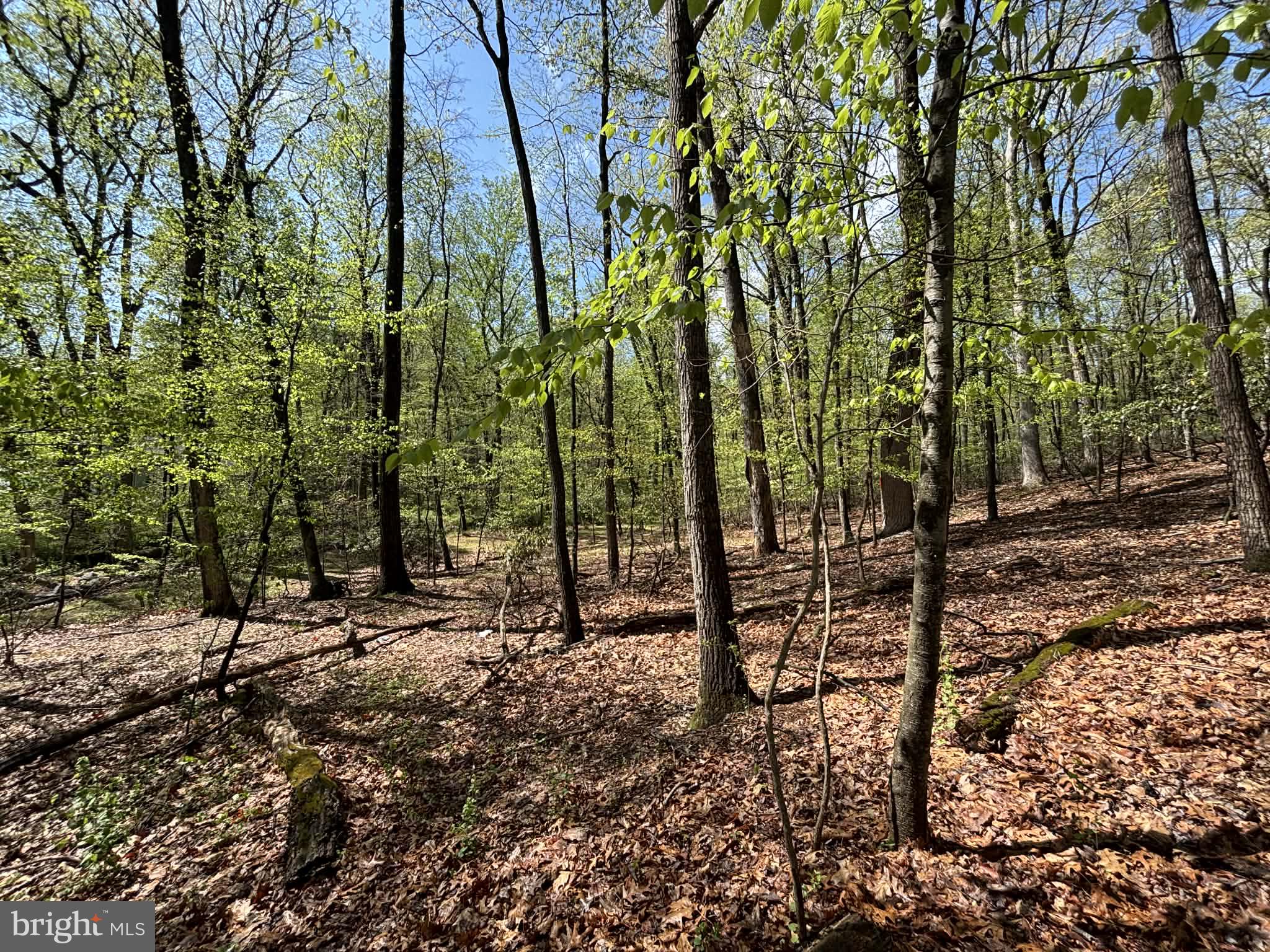 4660 Oley Turnpike Road Reading, PA 19606 - Photo 13 of 13 Lush forest awakening in springtime.