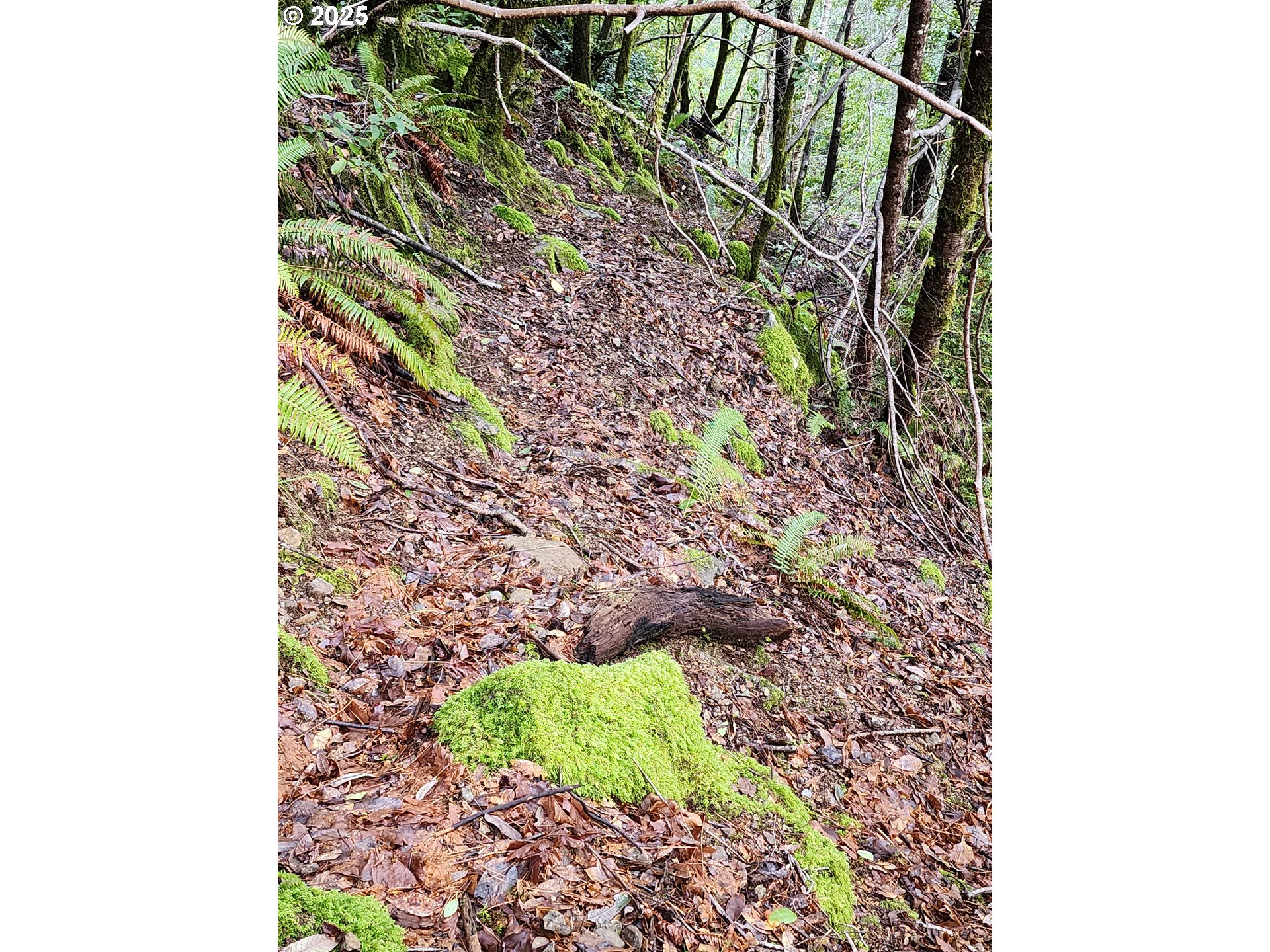 0 Southeast Elk River Road Port Orford, OR 97465 - Photo 12 of 30