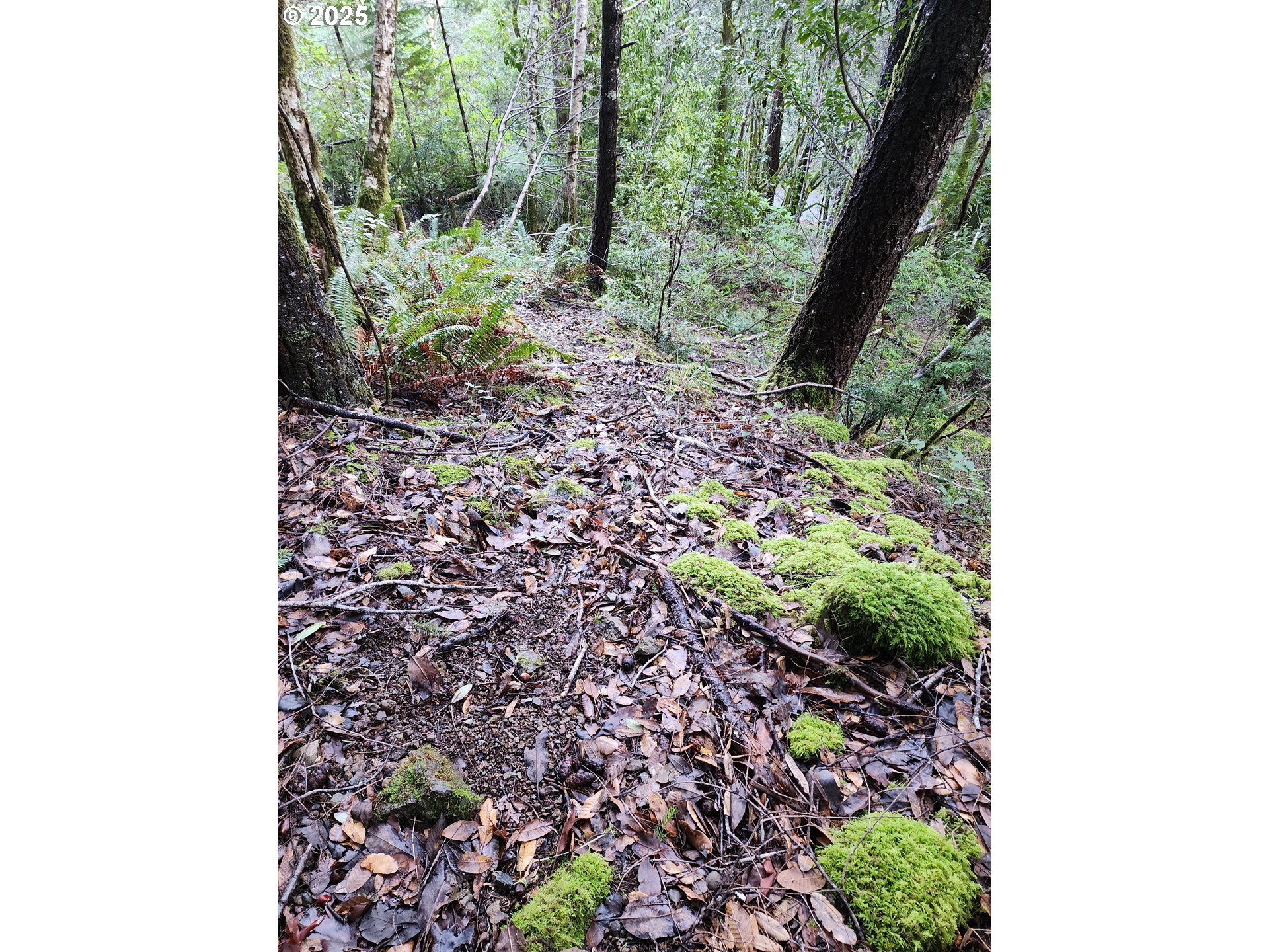 0 Southeast Elk River Road Port Orford, OR 97465 - Photo 8 of 30