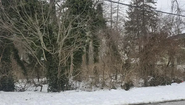 a view of a forest with trees in the background