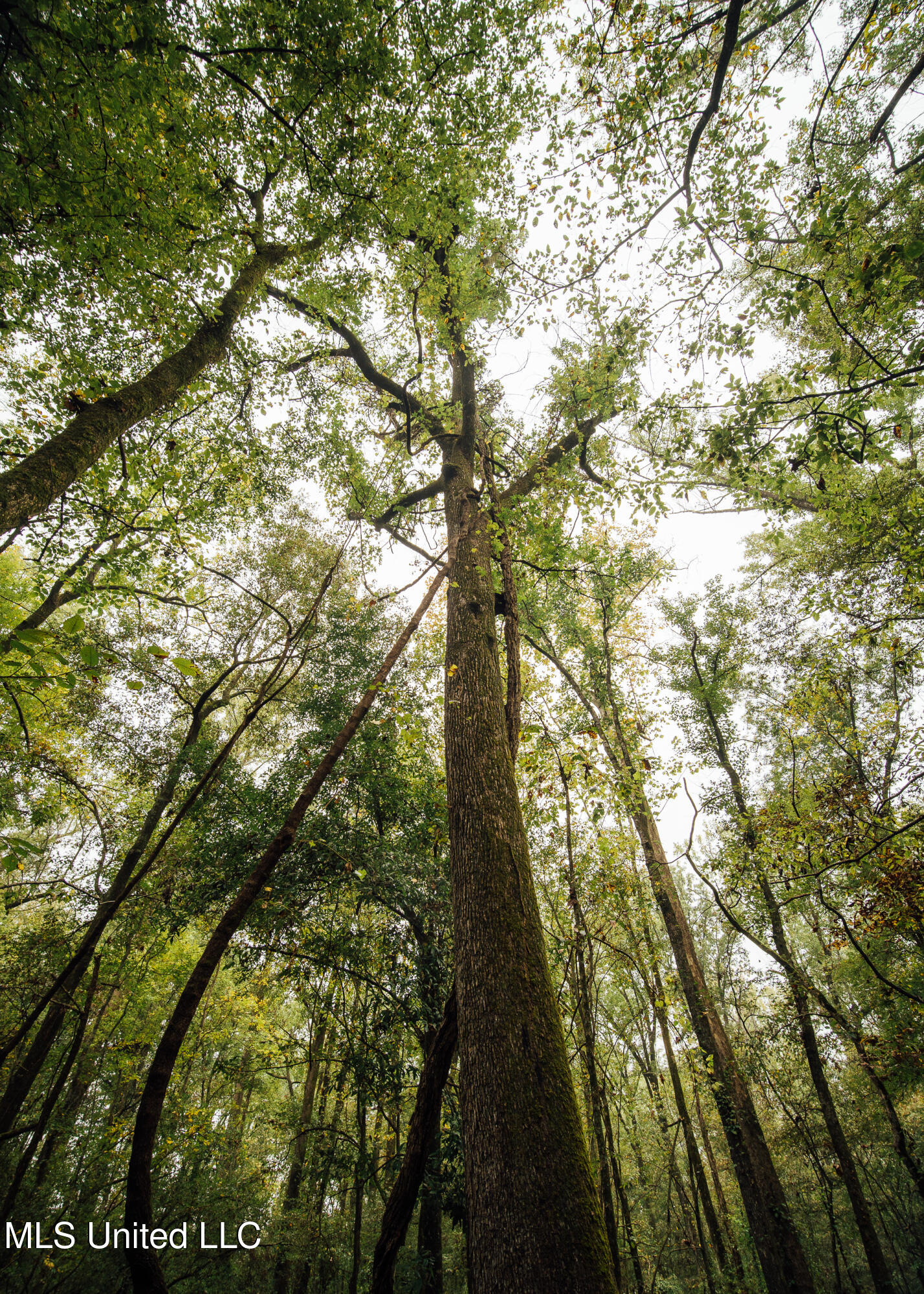 Ms-465 Rolling Fork, MS 39159 - Photo 52 of 64 51
