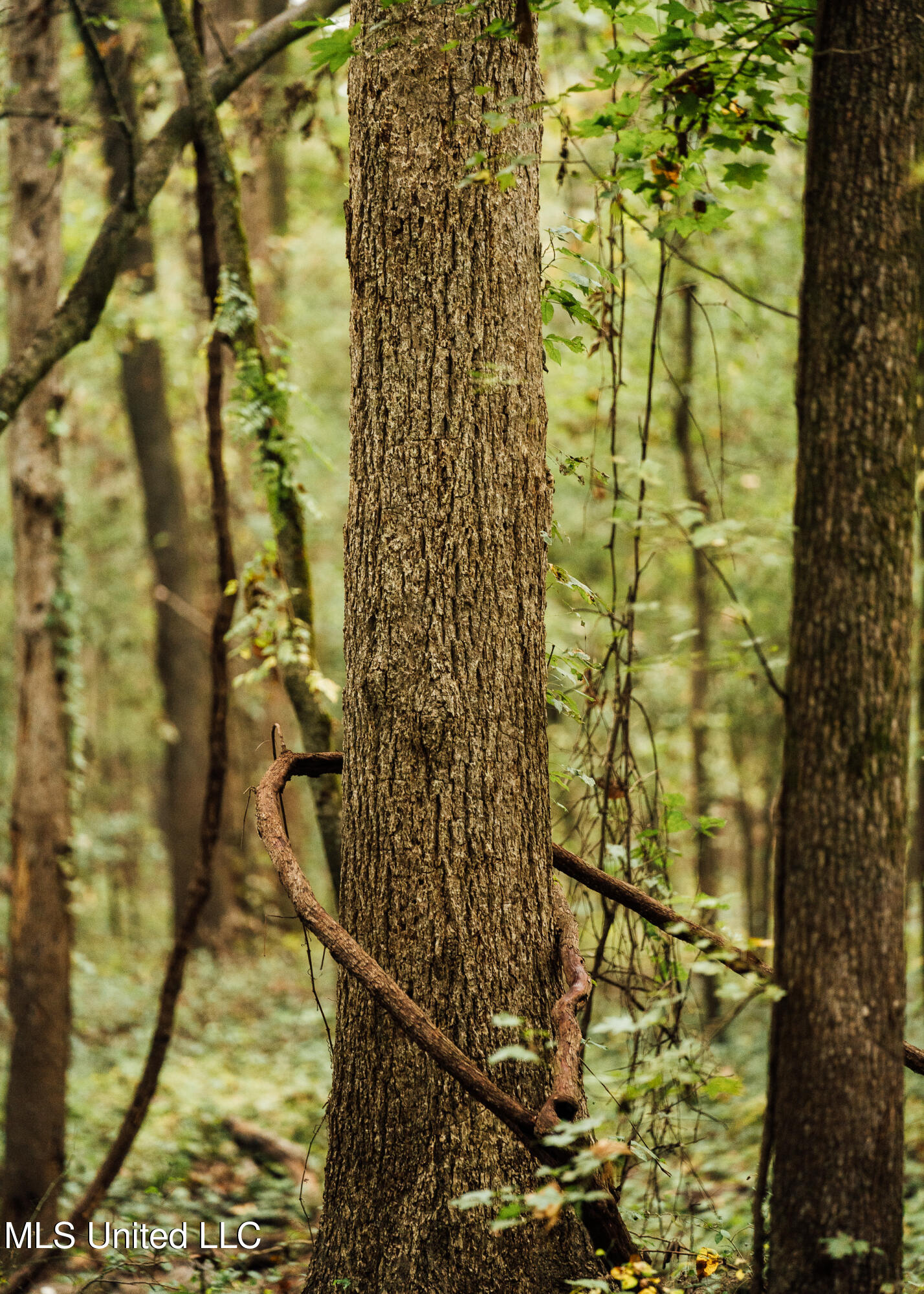Ms-465 Rolling Fork, MS 39159 - Photo 53 of 64 52