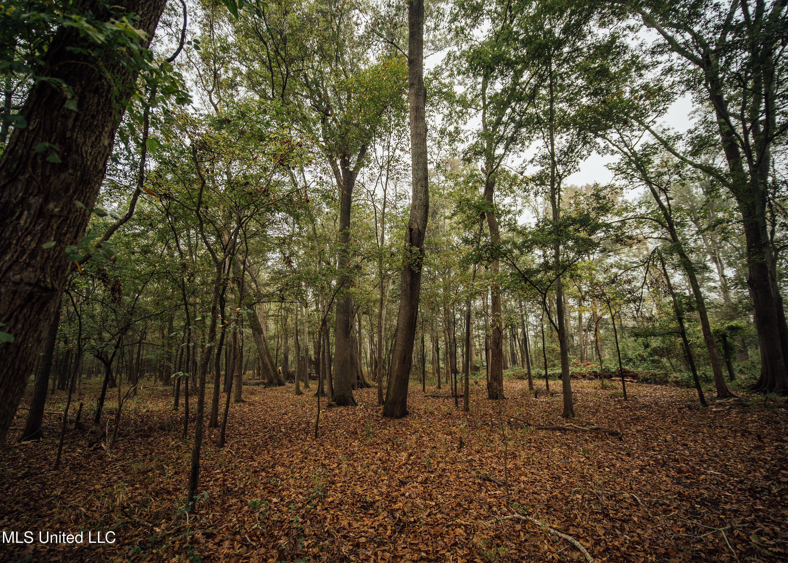 Ms-465 Rolling Fork, MS 39159 - Photo 61 of 64 b