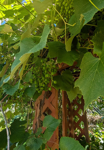 272 East 1400th Street North Bountiful, UT 84010 - Photo 35 of 38 Grapes!