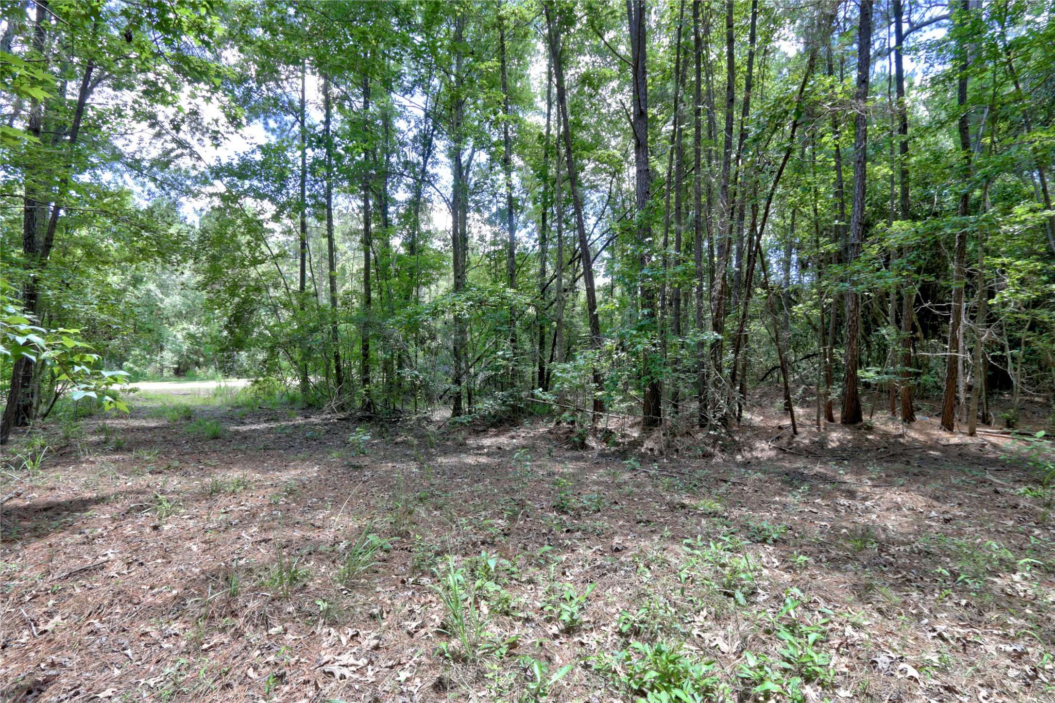 258 Heartland Road New Waverly, TX 77358 - Photo 17 of 27 Ground Shots of Lot with beautiful trees ready for your dream home