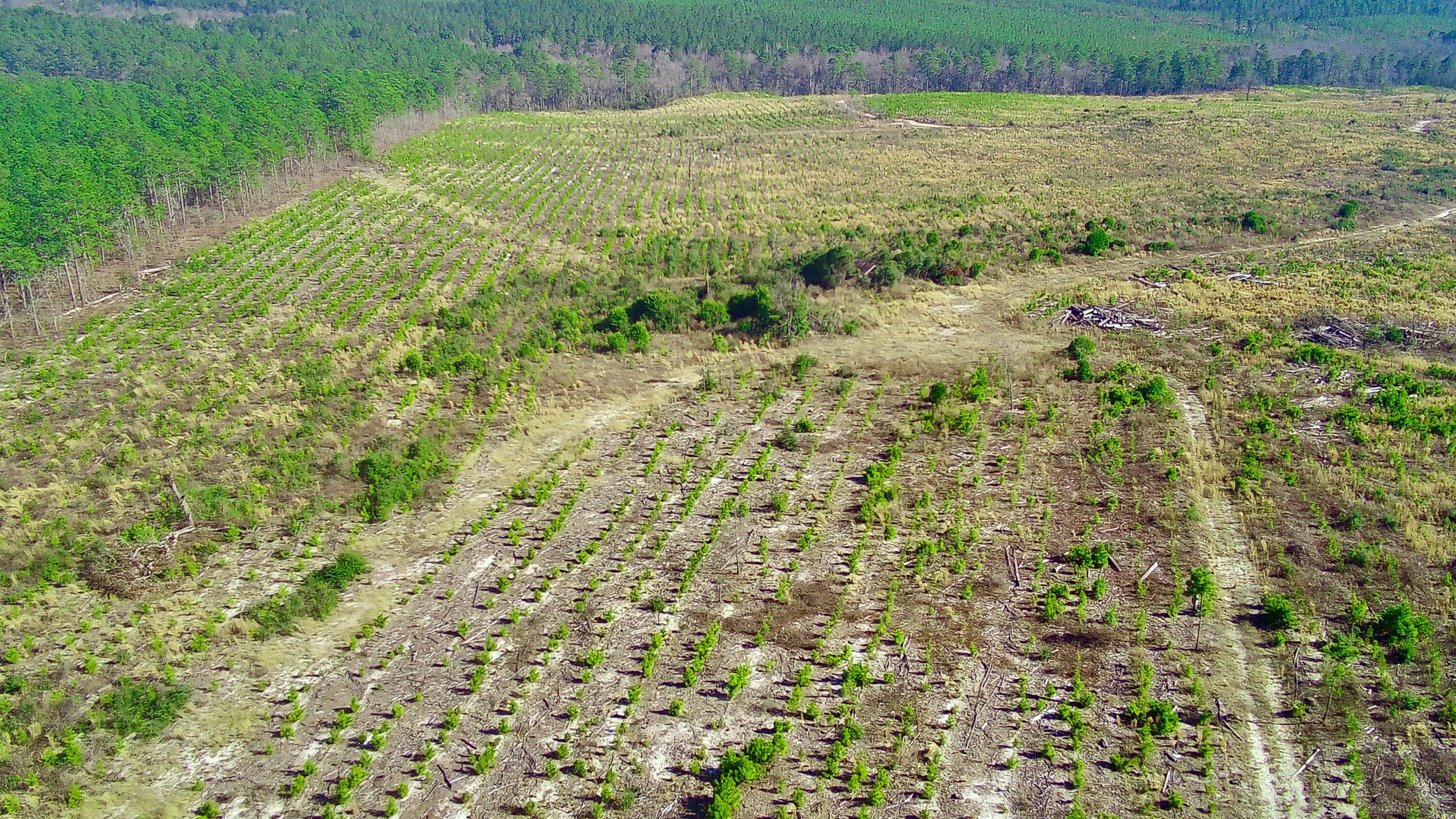 0 Three Notch Road Batesburg, SC 29006 - Photo 3 of 10 20250228143302332596000000-o