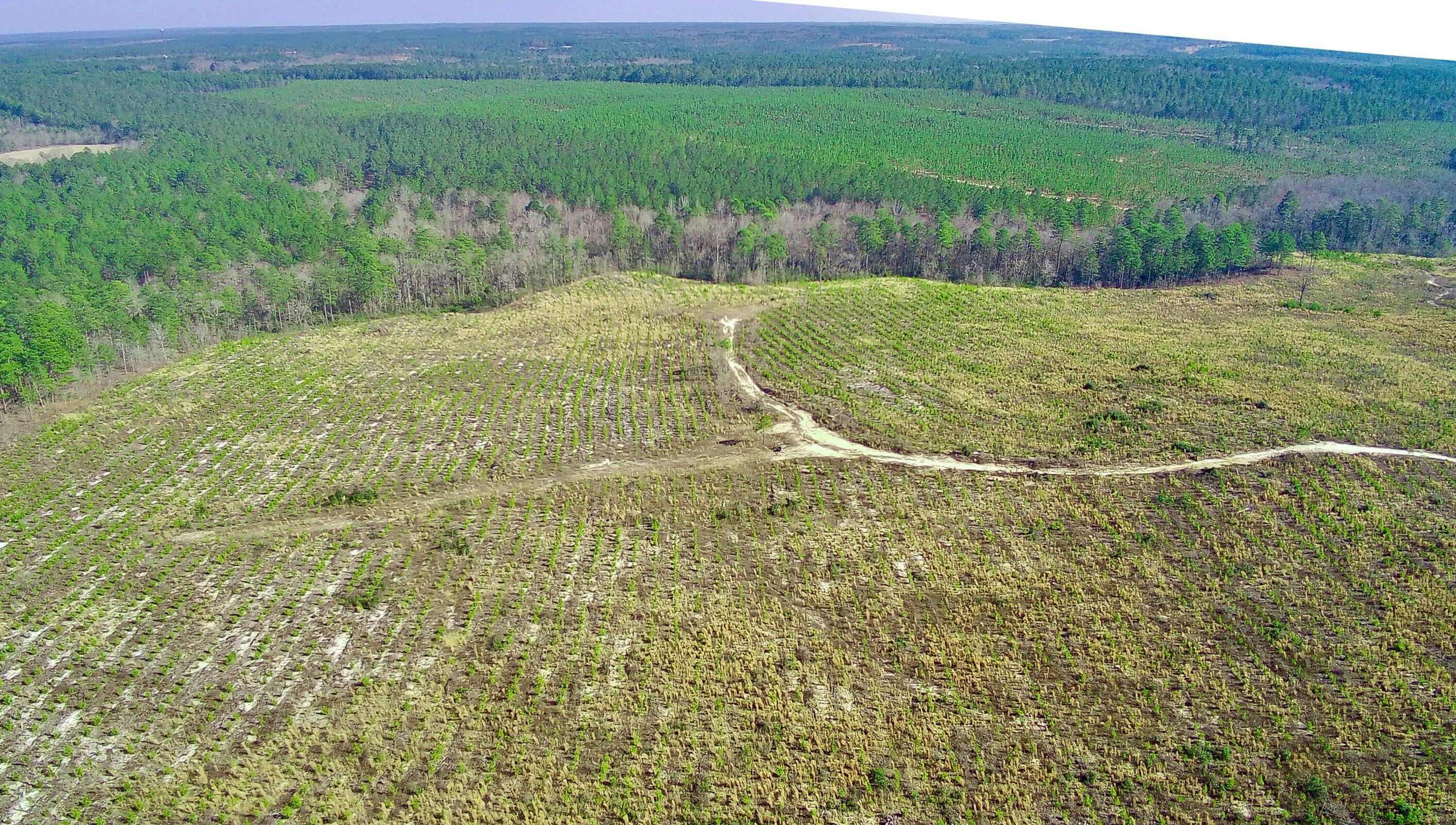 0 Three Notch Road Batesburg, SC 29006 - Photo 6 of 10 20250228143309204346000000-o