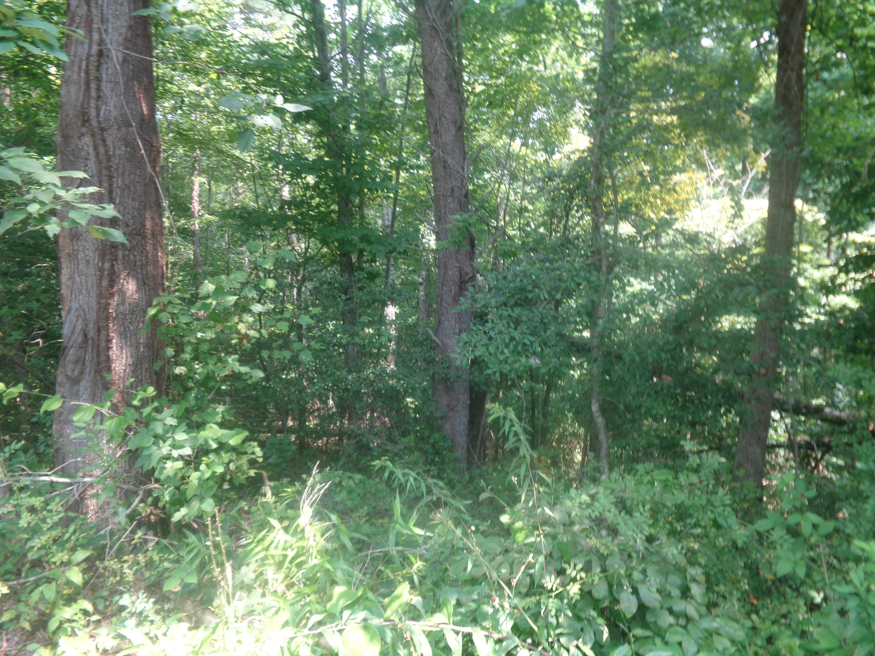 1468 County Farm Road London, KY 40741 - Photo 10 of 26 DSC05460