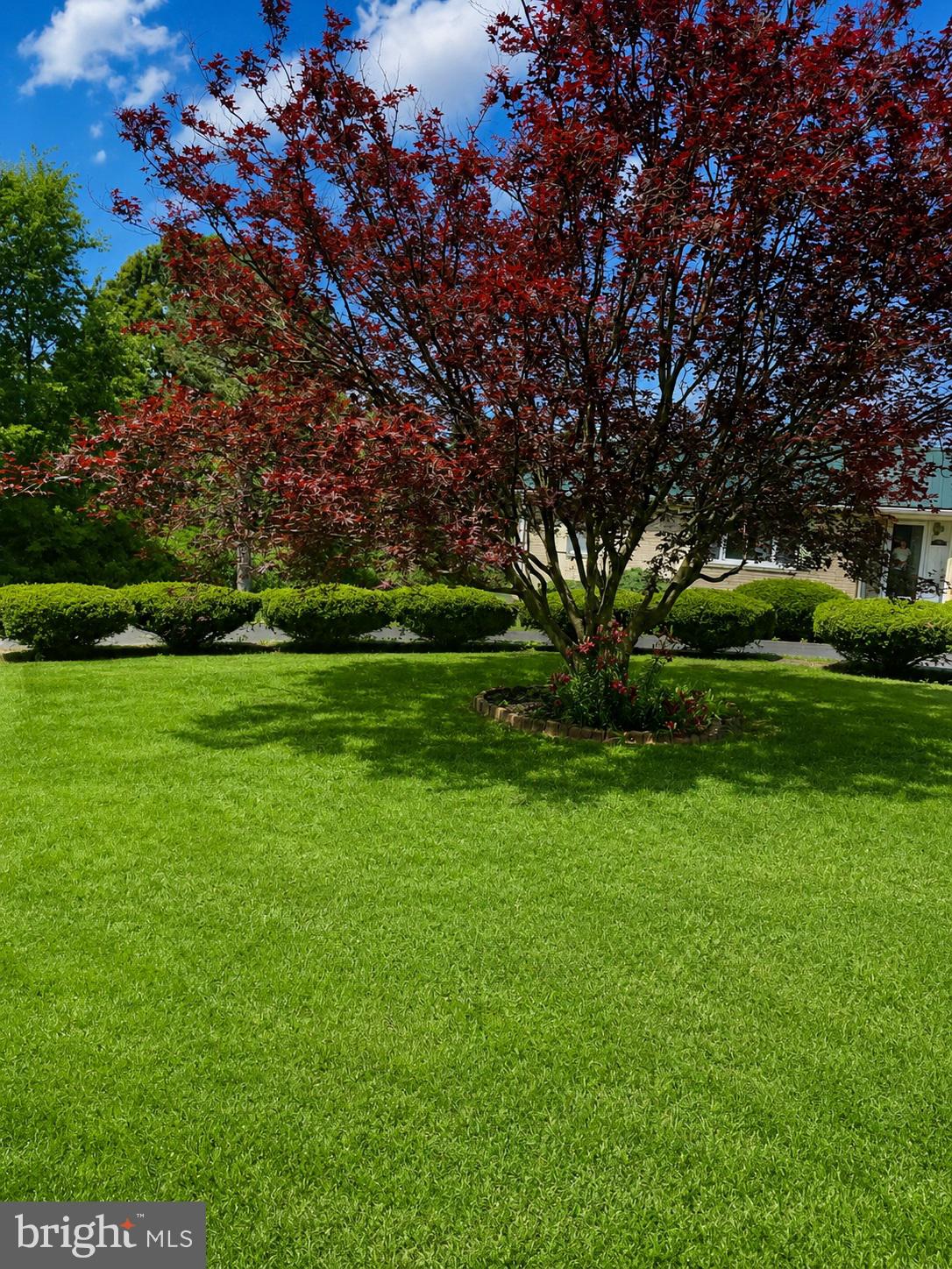 368 Old Farm Road Luray, VA 22835 - Photo 29 of 30 Vibrant lawn with a striking tree.