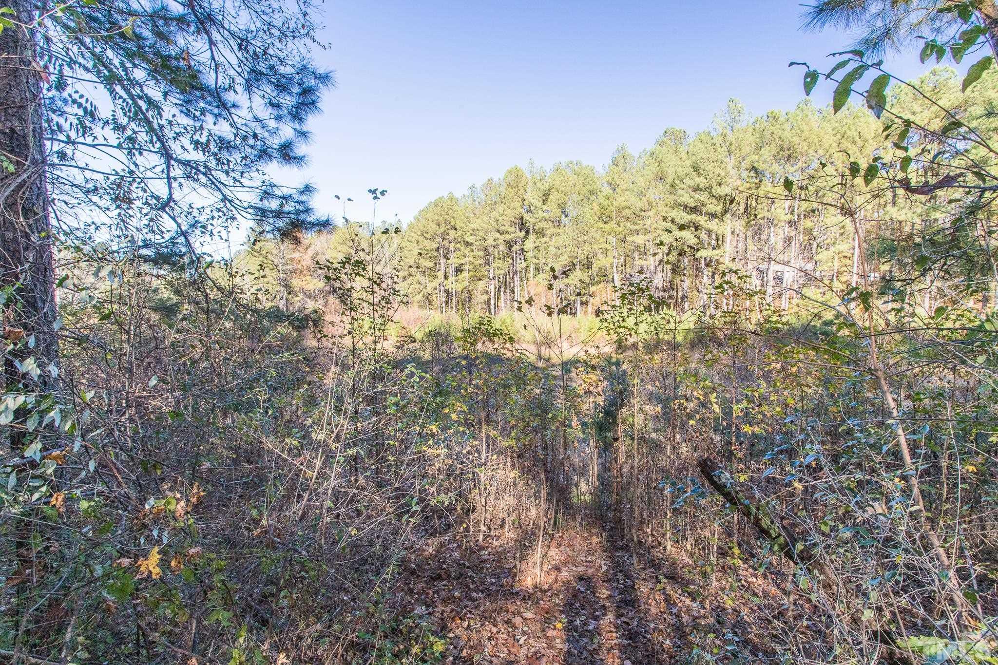 372 Cedar Lake Road Chapel Hill, NC 27516 - Photo 4 of 42 a view of a yard with a tree