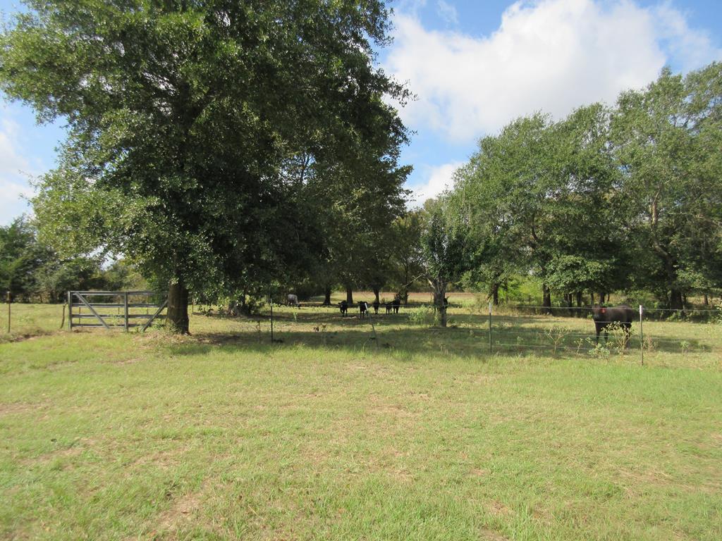 2703 AN County Road Tennessee Colony, TX 75861 - Photo 15 of 30