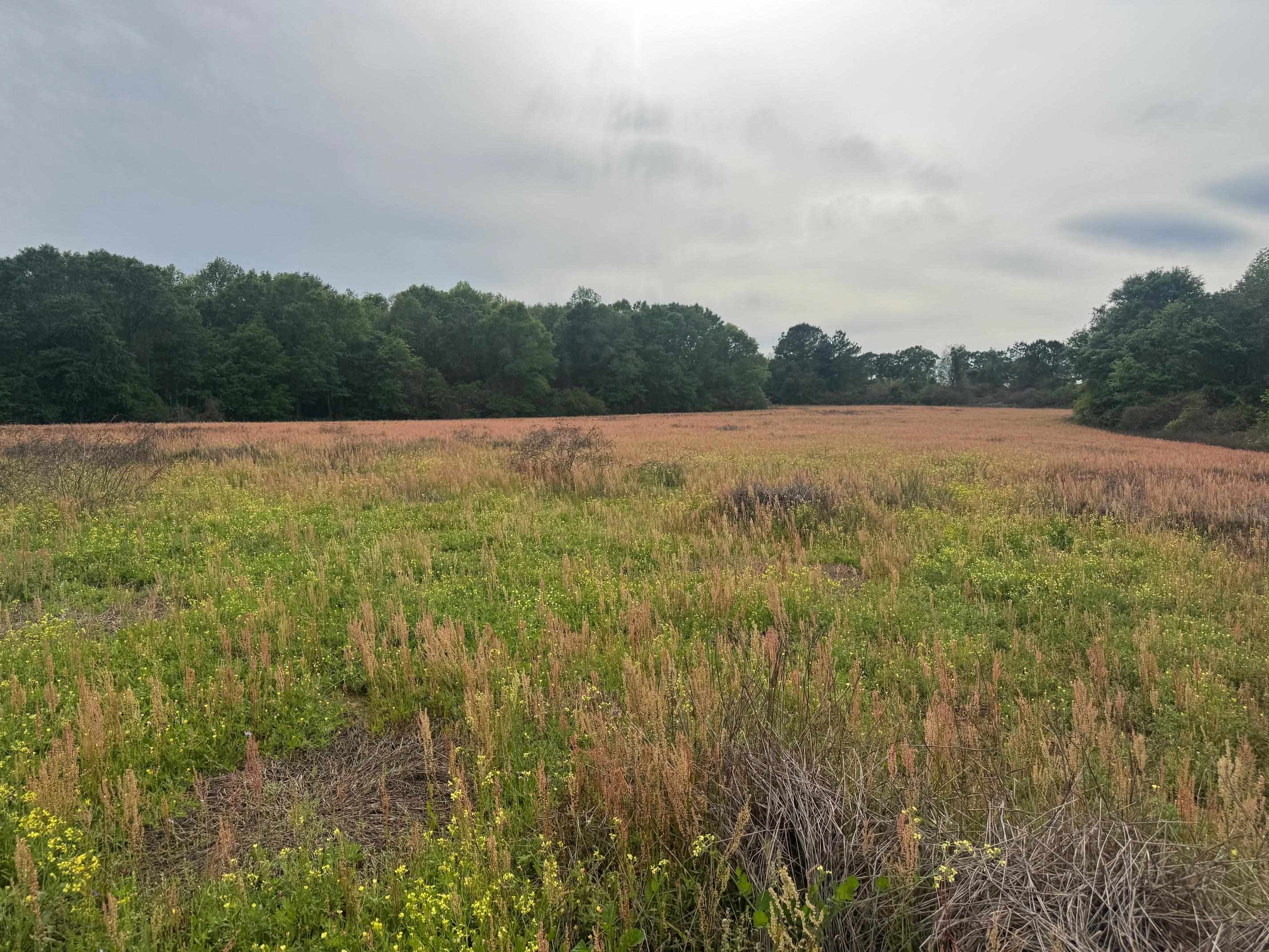 0 Co Road Andalusia, AL 36420 - Photo 21 of 34 Gallery Image 21