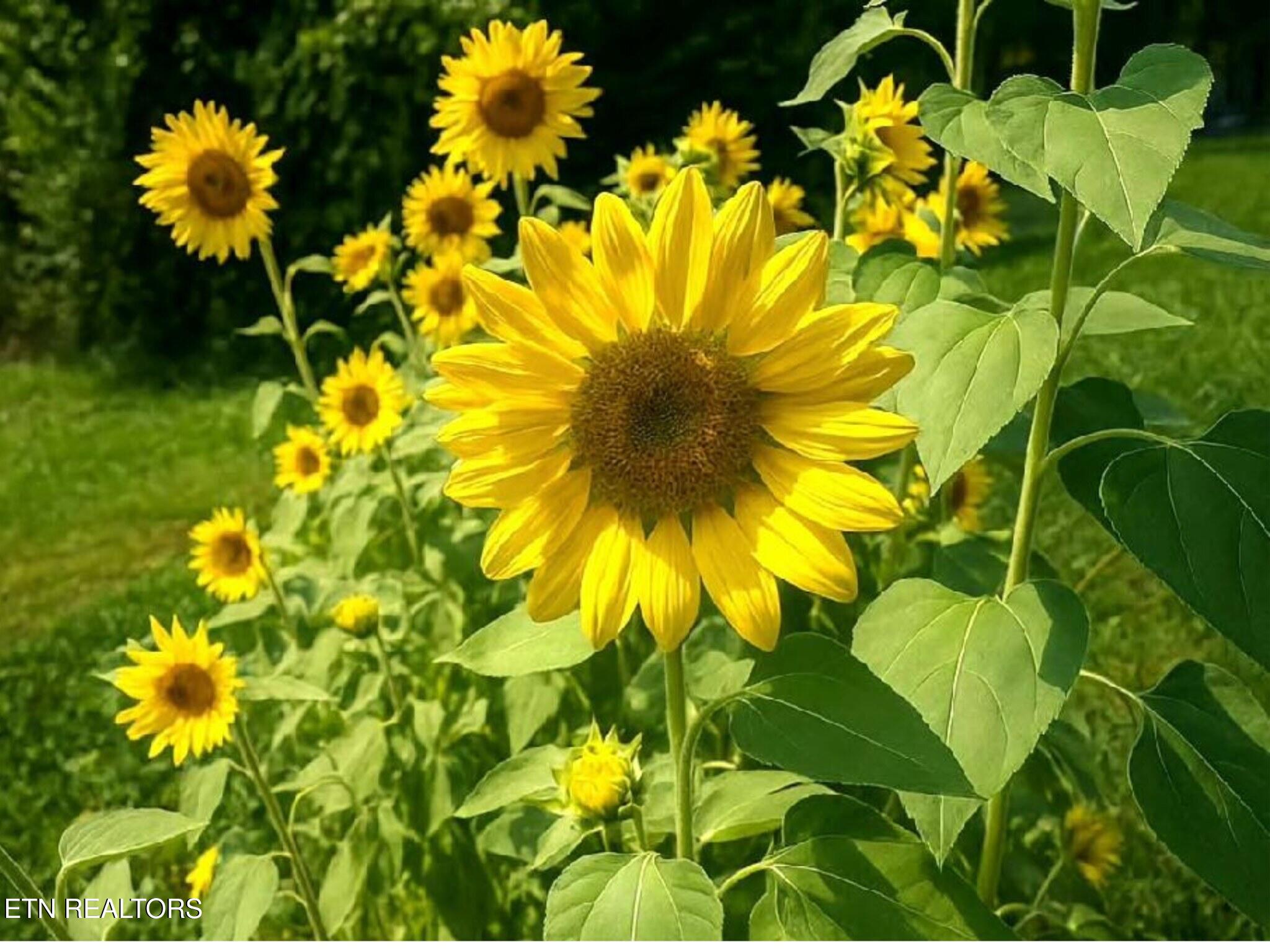 1382 Blackburn Fork Road Cookeville, TN 38501 - Photo 24 of 25 Backyard 2_MLS_Optimized