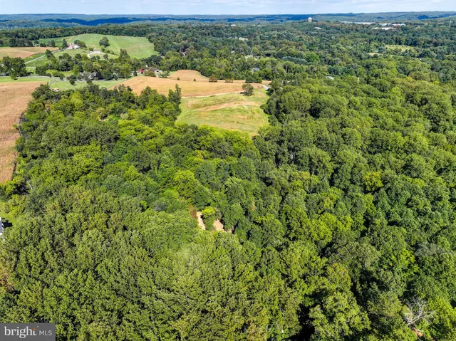 a view of lush green forest