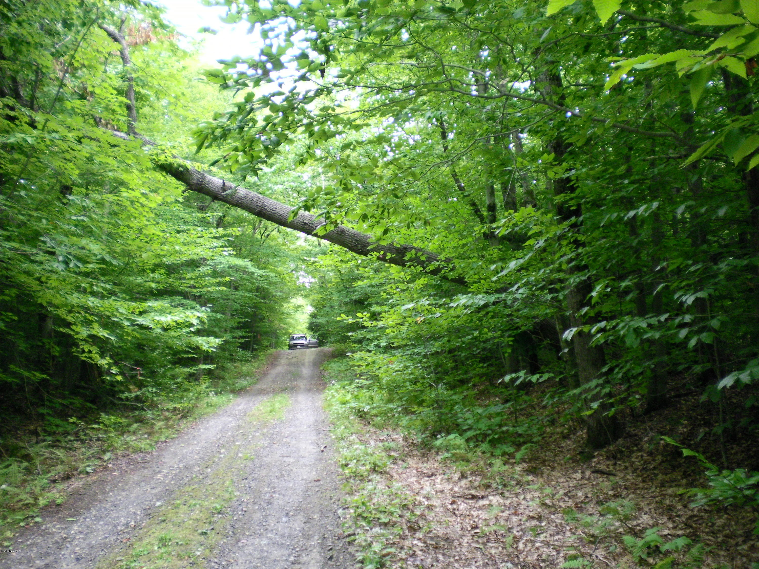 Lot #13 Chipman Road Huntington, MA 01050 - Photo 3 of 8 a view of a lush green forest