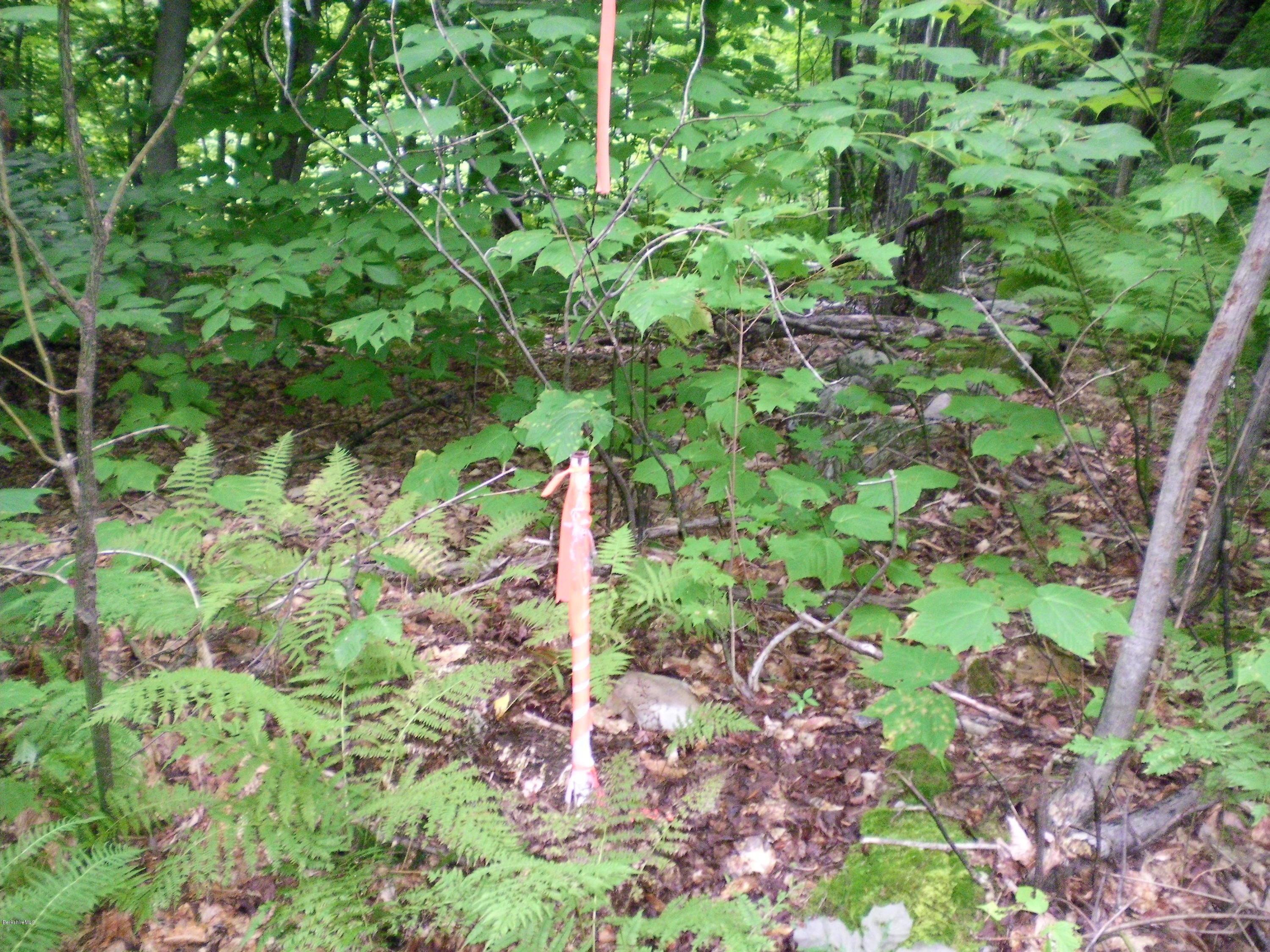 Lot #13 Chipman Road Huntington, MA 01050 - Photo 4 of 8 a backyard of a house with lots of green space