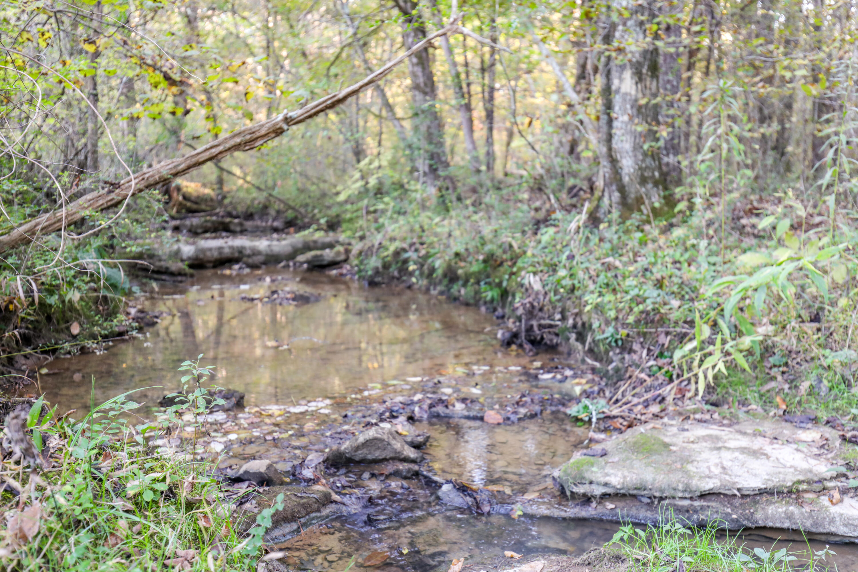 444 Deerfield Road Chickamauga, GA 30707 - Photo 84 of 98 Strickland Branch