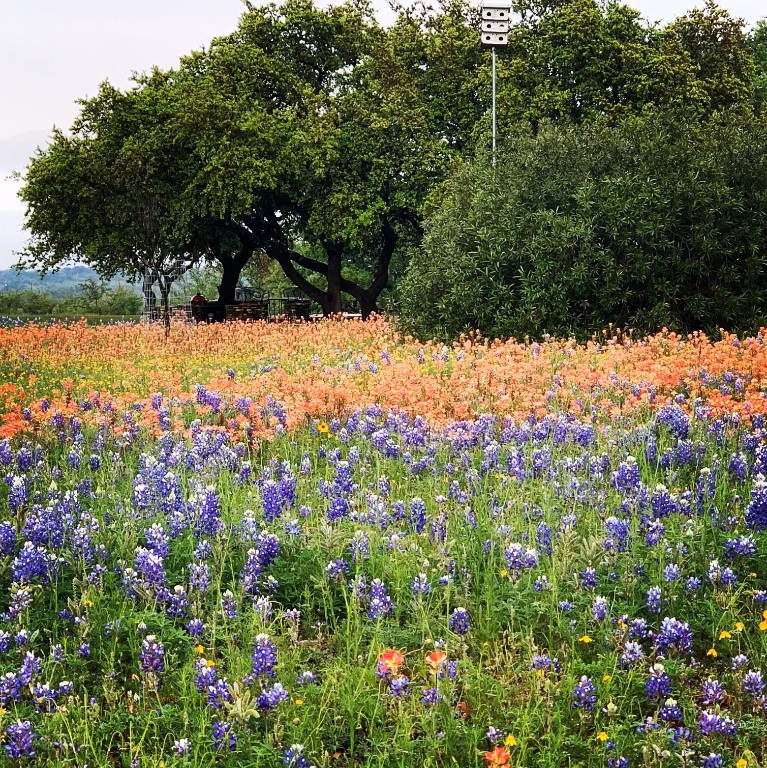 2910 Fall Creek Road Spicewood, TX 78669 - Photo 39 of 39