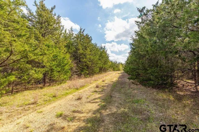 a view of a yard with large trees