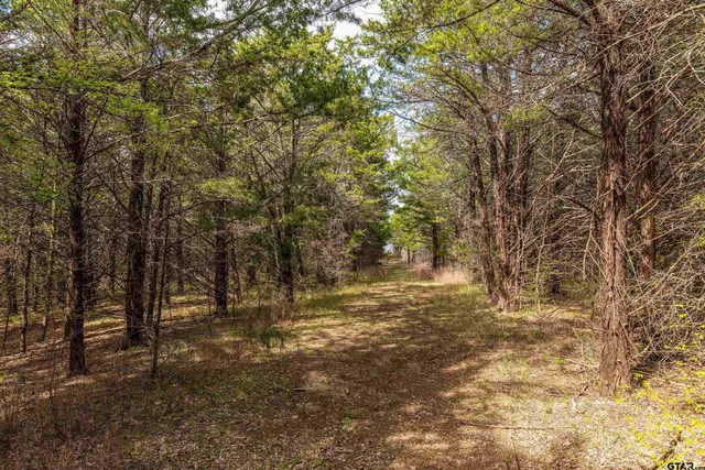 a view of empty yard with trees