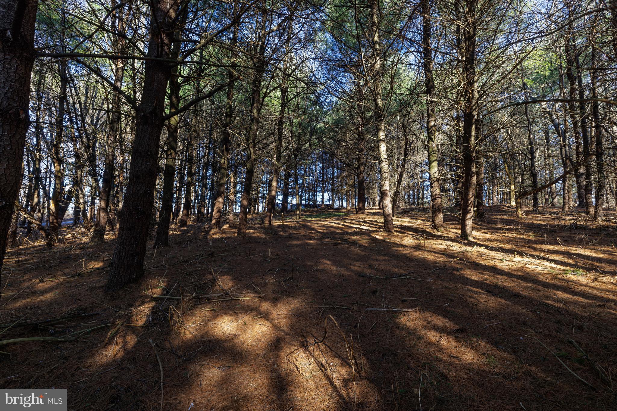 0 Fairview Road Mount Crawford, VA 22841 - Photo 3 of 16 a view of outdoor space with trees