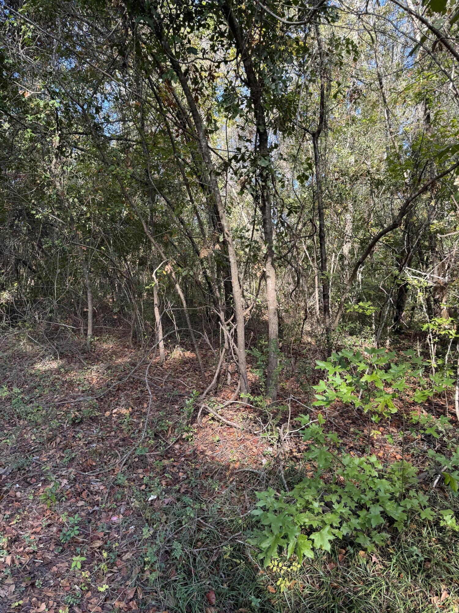 0 Fox Field Road Walterboro, SC 29488 - Photo 1 of 3 IMG_4652