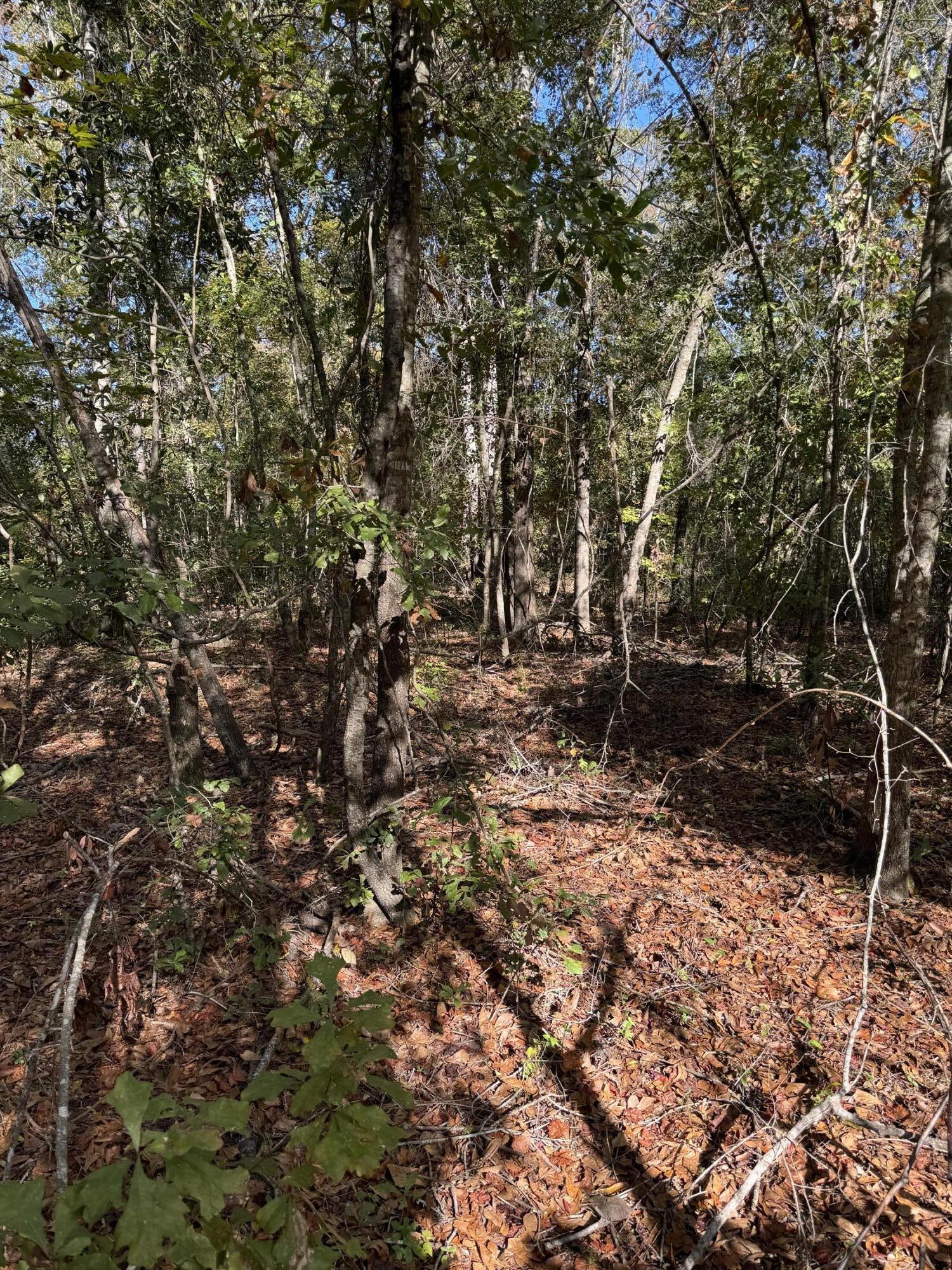 0 Fox Field Road Walterboro, SC 29488 - Photo 2 of 3 IMG_4650