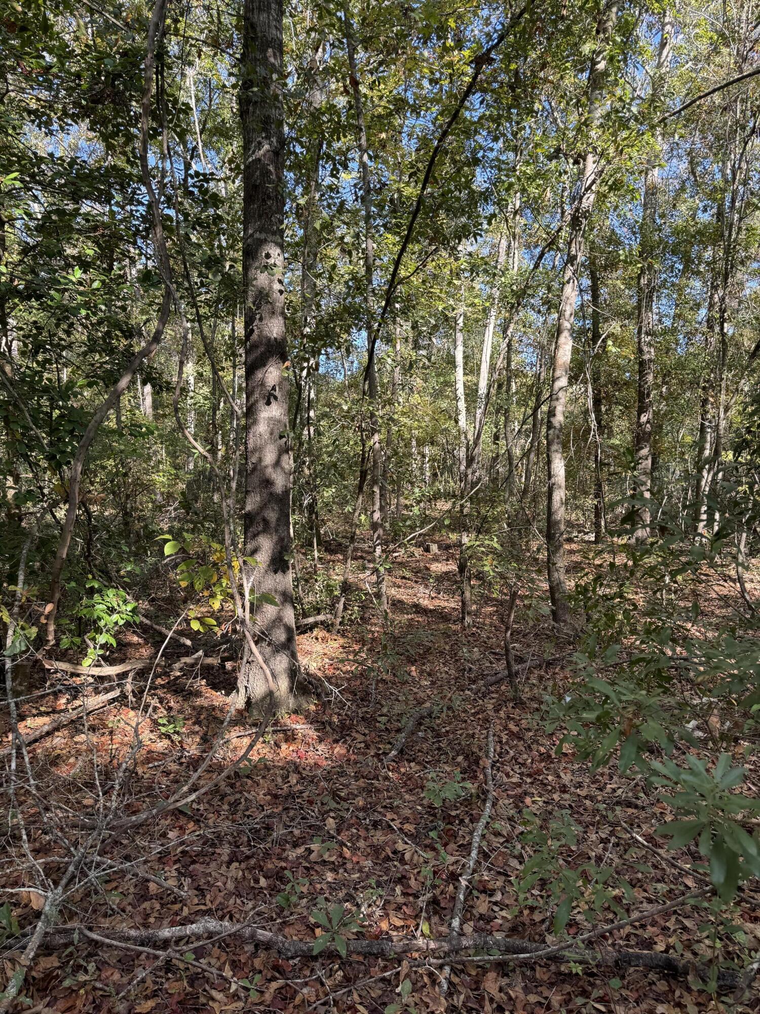 0 Fox Field Road Walterboro, SC 29488 - Photo 3 of 3 IMG_4651