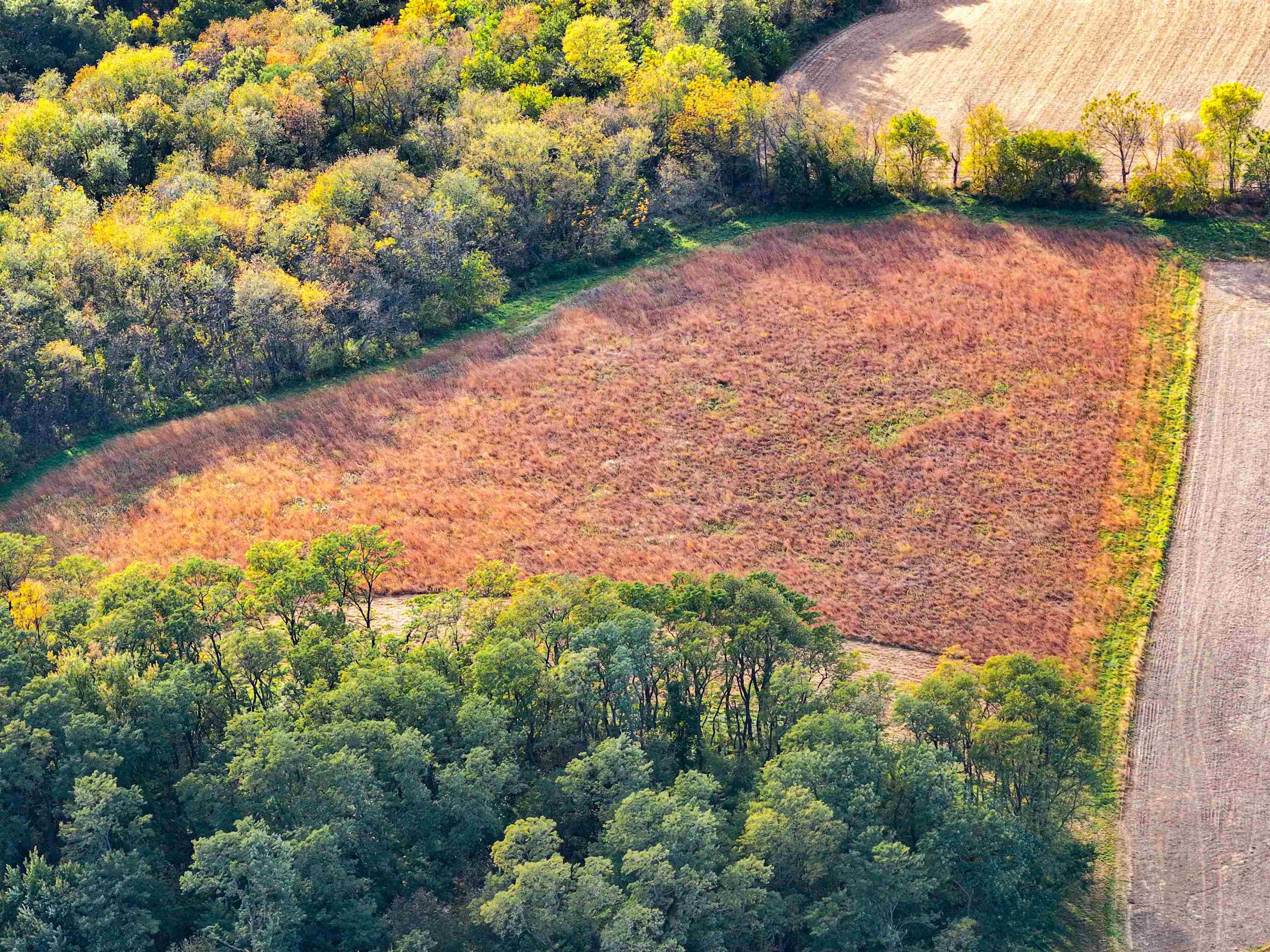 0 West Grove Road Forreston, IL 61030 - Photo 17 of 27 a view of a yard with plants and large trees