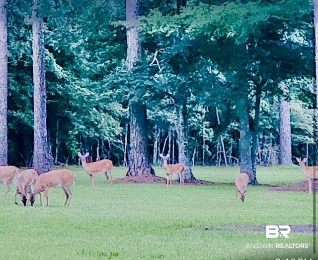 8722 Bronze Lane Foley, AL 36535 - Photo 37 of 38 Enjoy going to the park in the evenings to watch the deer grazing.
