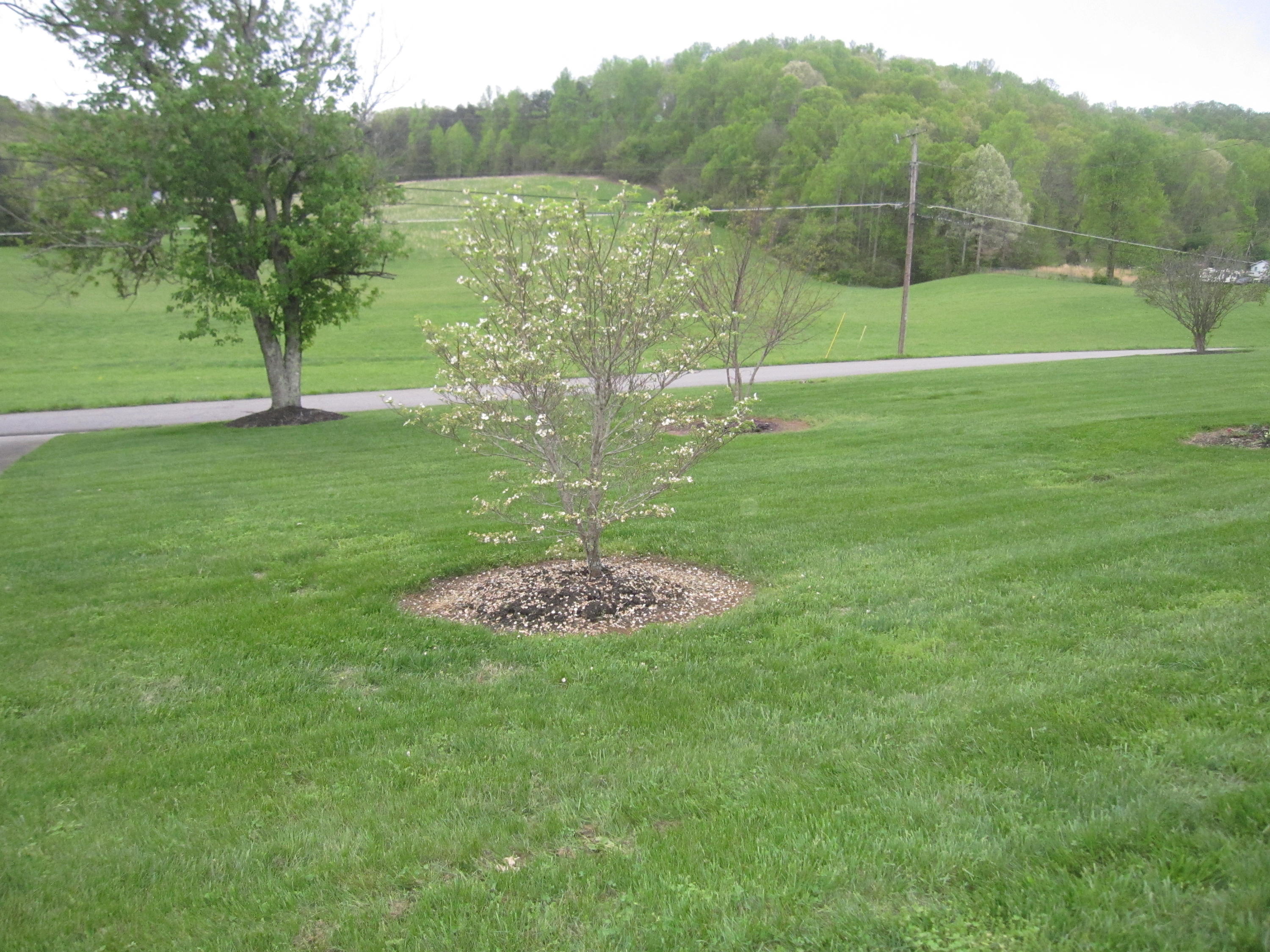 1211 Rhea Road Knoxville, TN 37920 - Photo 20 of 22 IMG_1909