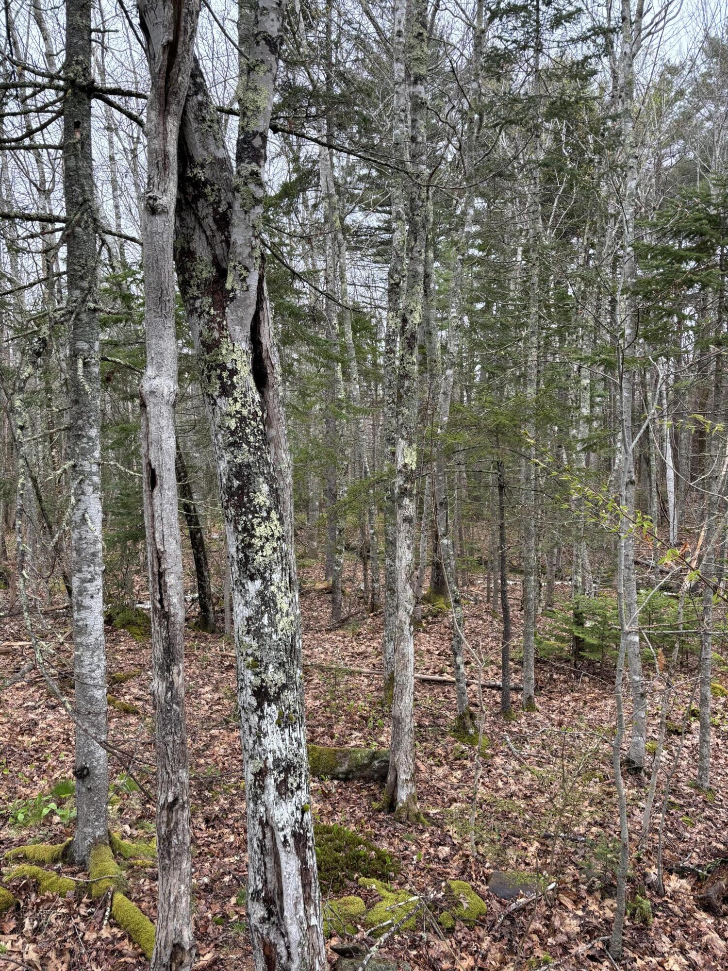 Lot 19 Roxmont Road Rockport, ME 04856 - Photo 14 of 27 IMG_0961