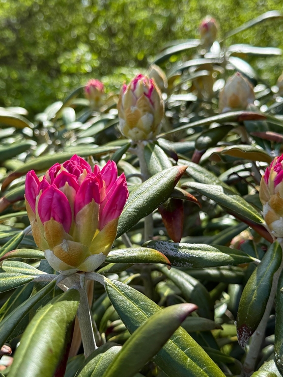 23 University Lane Manchester, MA 01944 - Photo 18 of 40 a view of a tennis court