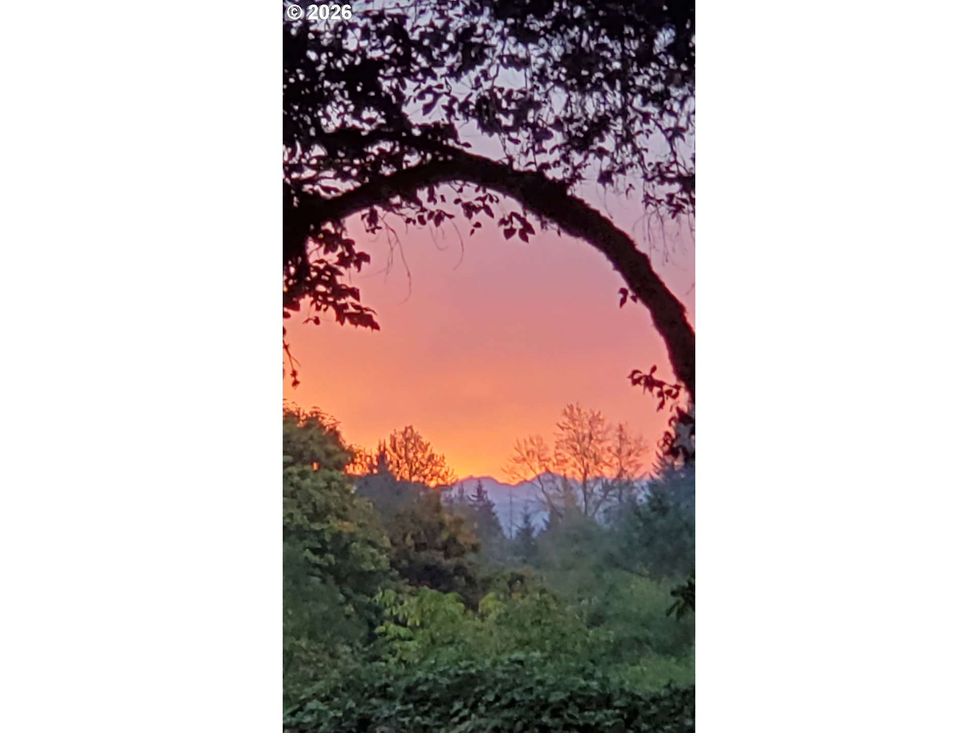 570 Drews Prairie Road Winlock, WA 98596 - Photo 12 of 41 a view of a tree in a yard
